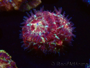WYSIWYG Micromussa lordhowensis (ehemals Acanthastrea)
