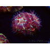 WYSIWYG Micromussa lordhowensis INDO (ex Acanthastrea) 25F8