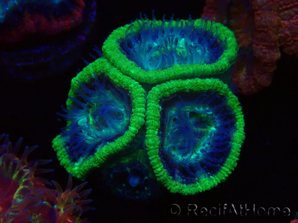 WYSIWYG Micromussa lordhowensis (formerly Acanthastrea)