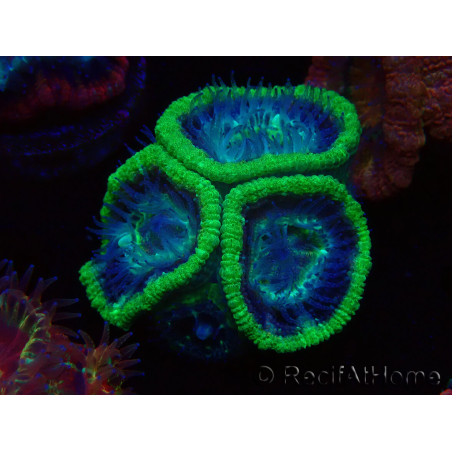 WYSIWYG Micromussa lordhowensis INDO (ex Acanthastrea) 25F7
