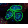WYSIWYG Micromussa lordhowensis INDO (ex Acanthastrea) 25F7