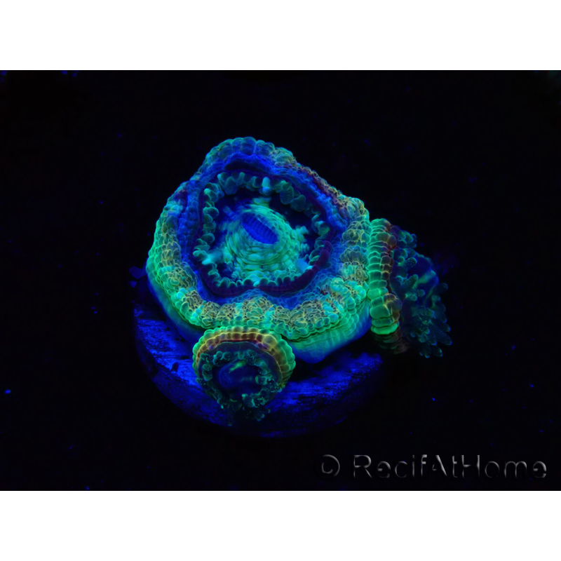 WYSIWYG Micromussa lordhowensis INDO (ex Acanthastrea) 25F9
