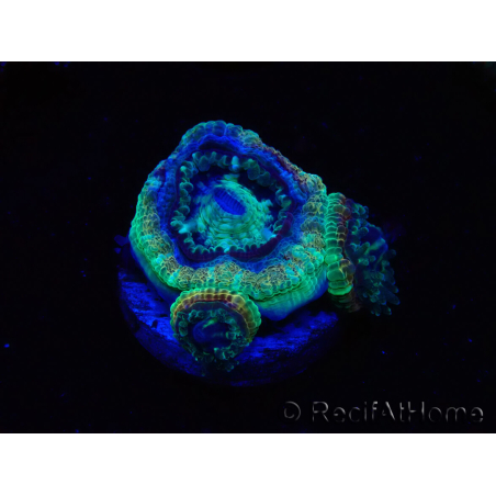 WYSIWYG Micromussa lordhowensis INDO (ex Acanthastrea) 25F9