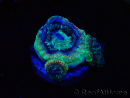 WYSIWYG Micromussa lordhowensis (ehemals Acanthastrea)