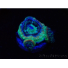 WYSIWYG Micromussa lordhowensis INDO (ex Acanthastrea) 25F9