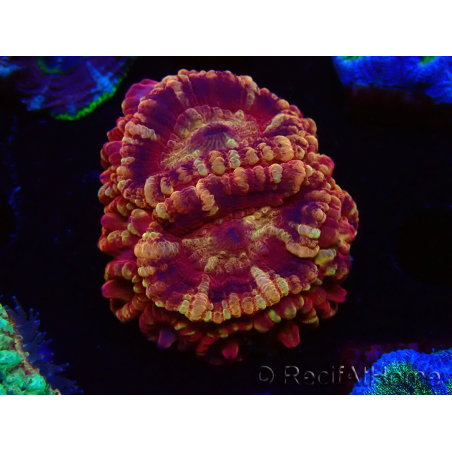 WYSIWYG Micromussa lordhowensis INDO (ex Acanthastrea) 25G1