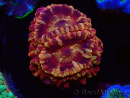 WYSIWYG Micromussa lordhowensis (ex Acanthastrea)