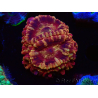 WYSIWYG Micromussa lordhowensis INDO (ex Acanthastrea) 25G1