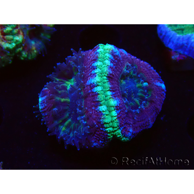 WYSIWYG Micromussa lordhowensis INDO (ex Acanthastrea) 25G2