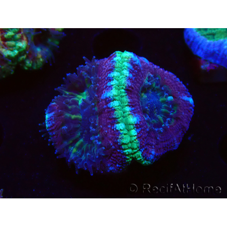 WYSIWYG Micromussa lordhowensis INDO (ex Acanthastrea) 25G2