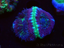 WYSIWYG Micromussa lordhowensis (ex Acanthastrea)