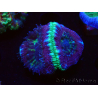 WYSIWYG Micromussa lordhowensis (antes Acanthastrea)