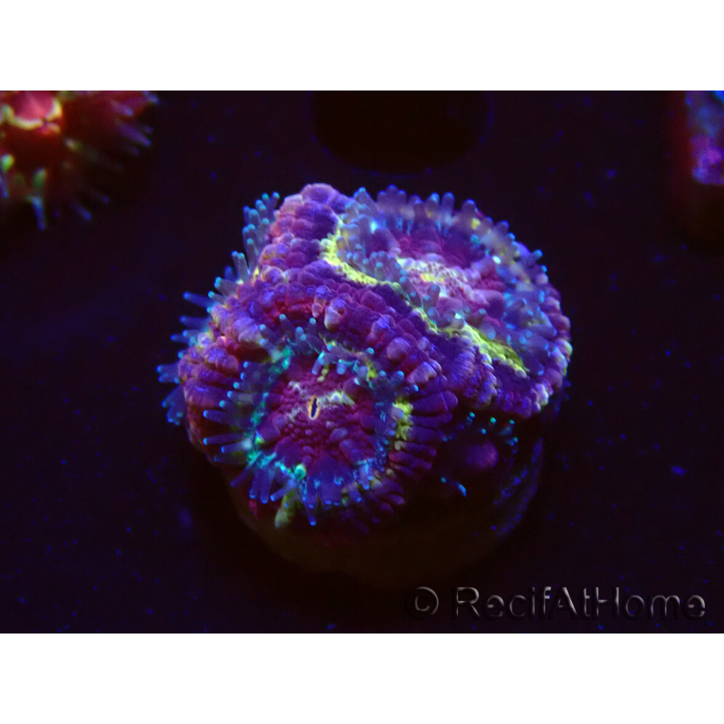 WYSIWYG Micromussa lordhowensis INDO (ex Acanthastrea) 25G3