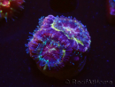 WYSIWYG Micromussa lordhowensis (formerly Acanthastrea)