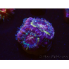 WYSIWYG Micromussa lordhowensis INDO (ex Acanthastrea) 25G3