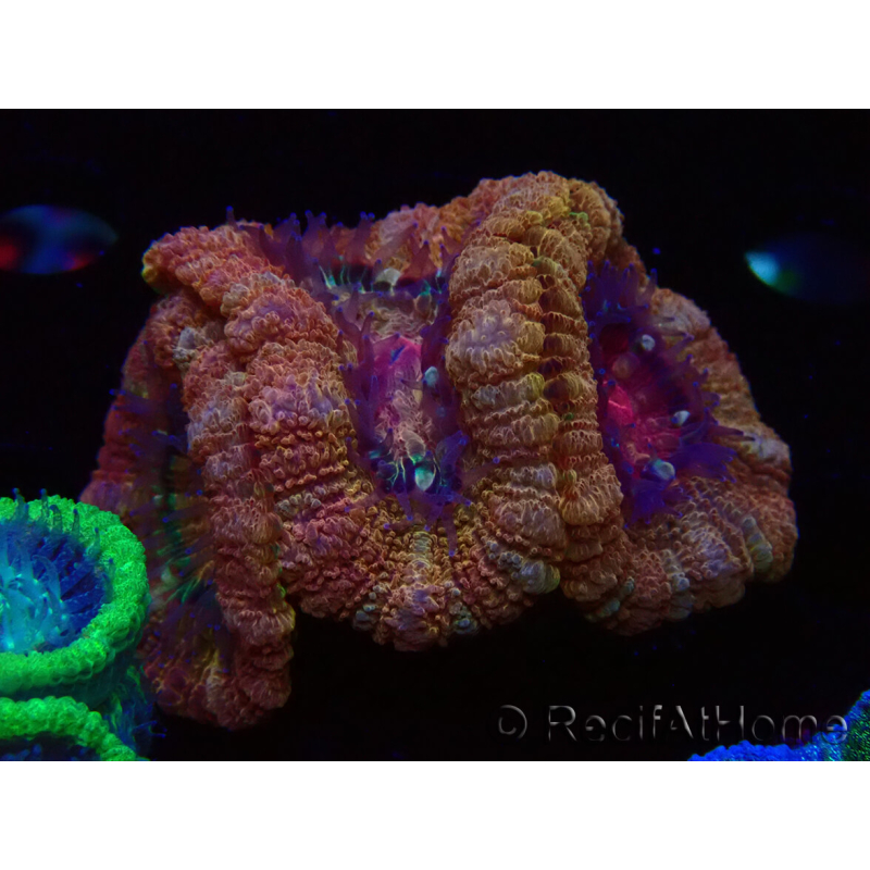 WYSIWYG Micromussa lordhowensis (formerly Acanthastrea)