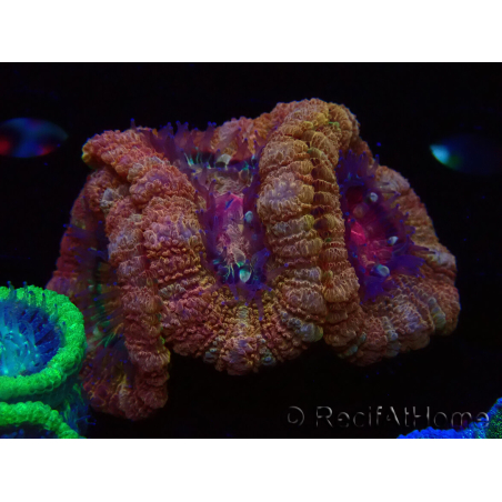 WYSIWYG Micromussa lordhowensis (formerly Acanthastrea)