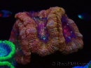WYSIWYG Micromussa lordhowensis (ex Acanthastrea)