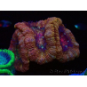 WYSIWYG Micromussa lordhowensis INDO (ex Acanthastrea) 25G5