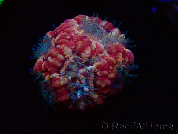 WYSIWYG Micromussa lordhowensis (ex Acanthastrea)