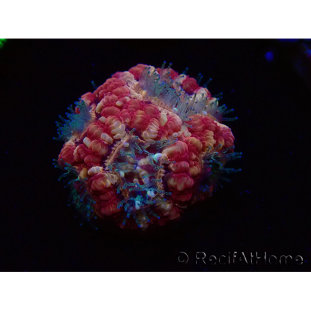 WYSIWYG Micromussa lordhowensis (formerly Acanthastrea)