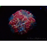 WYSIWYG Micromussa lordhowensis (ex Acanthastrea)