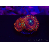 WYSIWYG - Zoanthus Happy People Eater 30A2