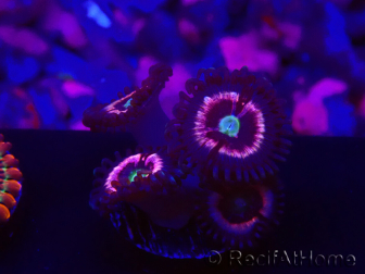 WYSIWYG - Zoanthus Drama Queen 30D1