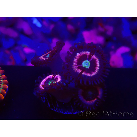 WYSIWYG - Zoanthus Drama Queen 30D1
