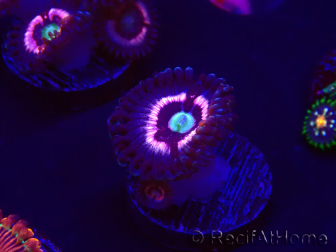 WYSIWYG - Zoanthus Drama Queen 30D2