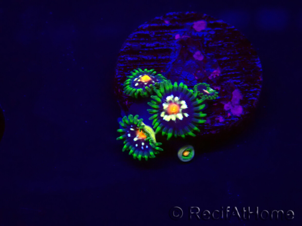 WYSIWYG - JF Zoanthus Stargazer 30F9