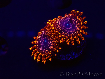 WYSIWYG - Zoanthus Utter Chaos