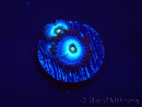 WYSIWYG - Zoanthus Frozen Nebula