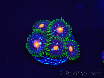 WYSIWYG - JF Zoanthus Stargazer 2A9