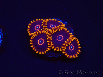 WYSIWYG - Zoanthus Red Hornet 2D7