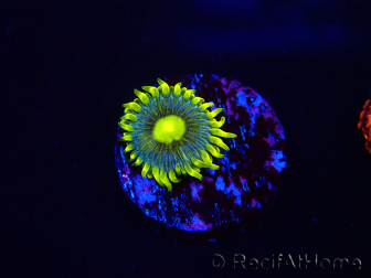 WYSIWYG - Zoanthus Corona 2E3