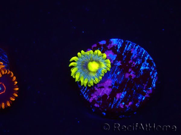WYSIWYG - Zoanthus Corona 2E5