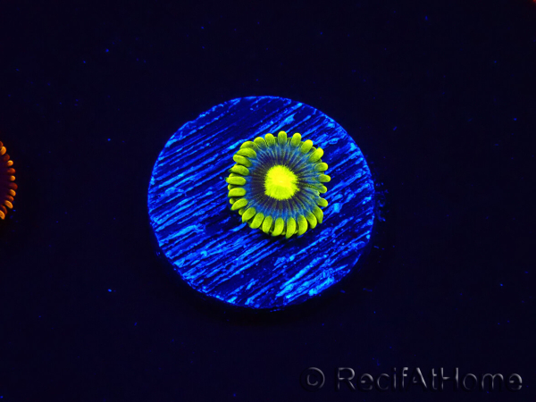 WYSIWYG - Zoanthus Corona 2E7