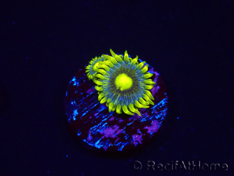 WYSIWYG - Zoanthus Corona 2E8