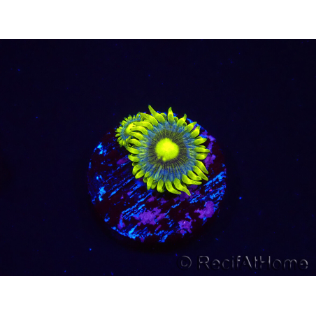 WYSIWYG - Zoanthus Corona