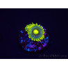 WYSIWYG - Zoanthus Corona 2E8