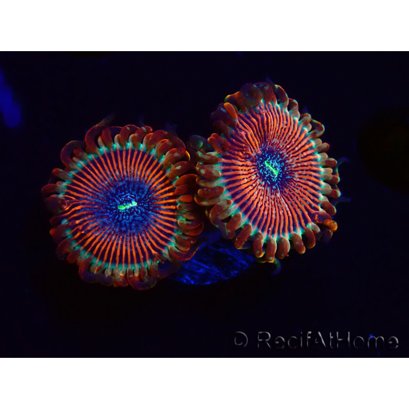 WYSIWYG - Zoanthus Happy People Eater 2I1