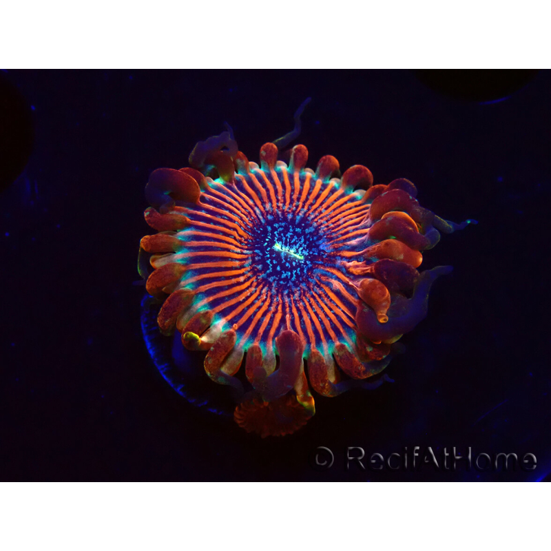 WYSIWYG - Zoanthus Happy People Eater 2I2