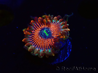 WYSIWYG - Zoanthus Happy People Eater 2I3