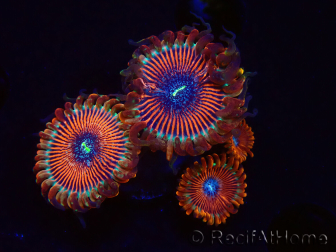WYSIWYG - Zoanthus Happy People Eater 2I6
