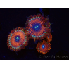WYSIWYG - Zoanthus Happy People Eater 2I6