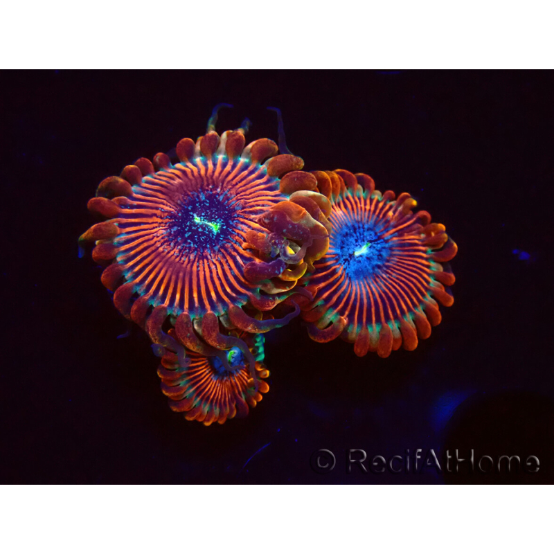 WYSIWYG - Zoanthus Happy People Eater 2I7