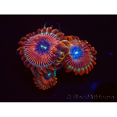 WYSIWYG - Zoanthus Happy People Eater 2I7