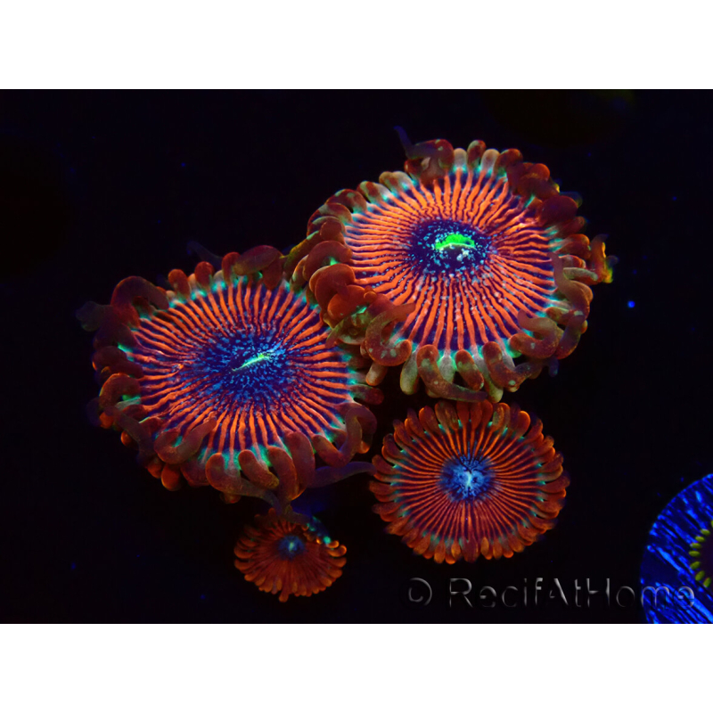 WYSIWYG - Zoanthus Happy People Eater 2I8