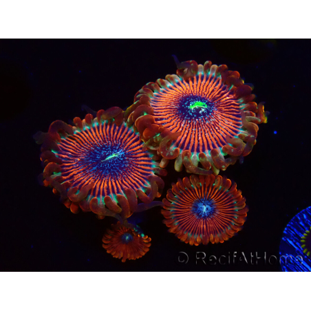 WYSIWYG - Zoanthus Happy People Eater 2I8